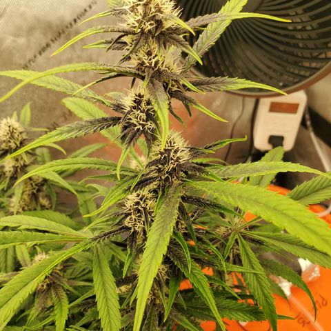 Midnight Express Auto growlog timeline photo