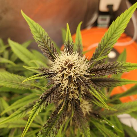 Midnight Express Auto growlog timeline photo