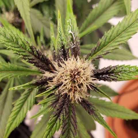 Midnight Express Auto growlog timeline photo