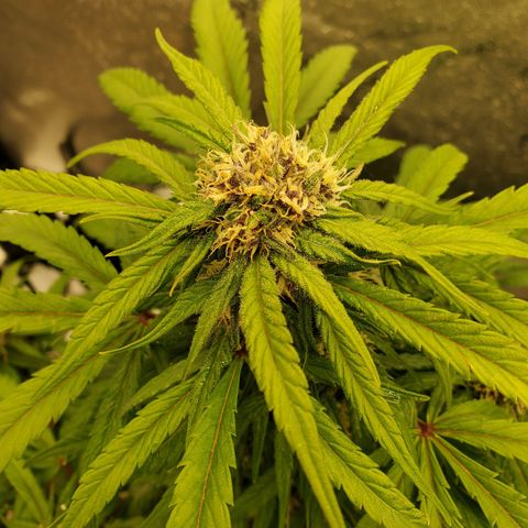 Dark Devil Auto growlog timeline photo