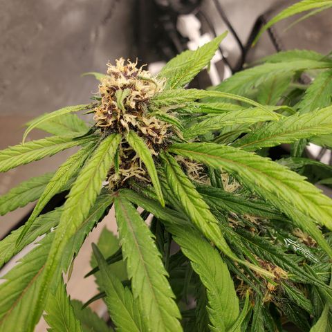 Dark Devil Auto growlog timeline photo