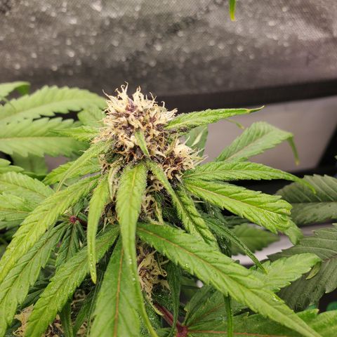 Dark Devil Auto growlog timeline photo
