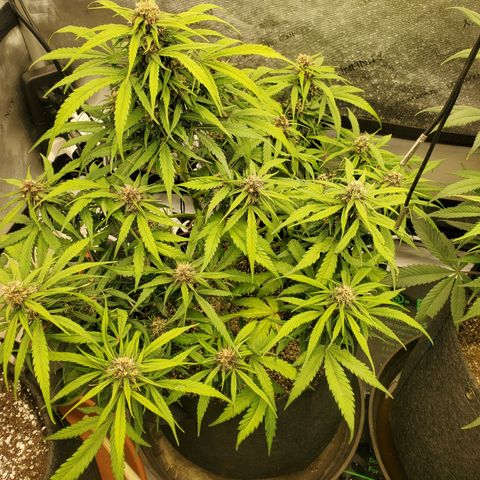 Dark Devil Auto growlog timeline photo
