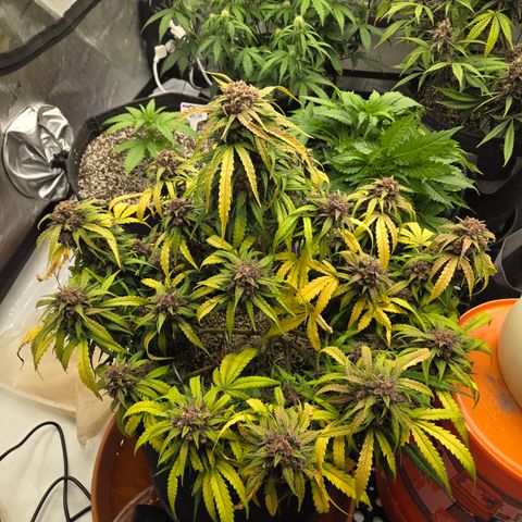 Dark Devil Auto growlog timeline photo