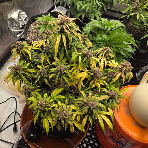 Dark Devil Auto growlog timeline photo