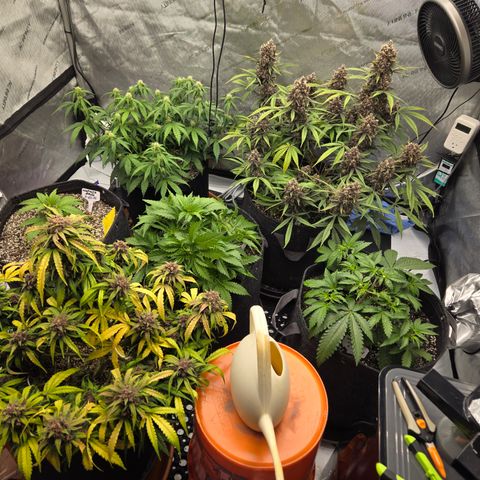 Dark Devil Auto growlog timeline photo