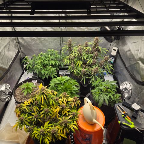 Dark Devil Auto growlog timeline photo