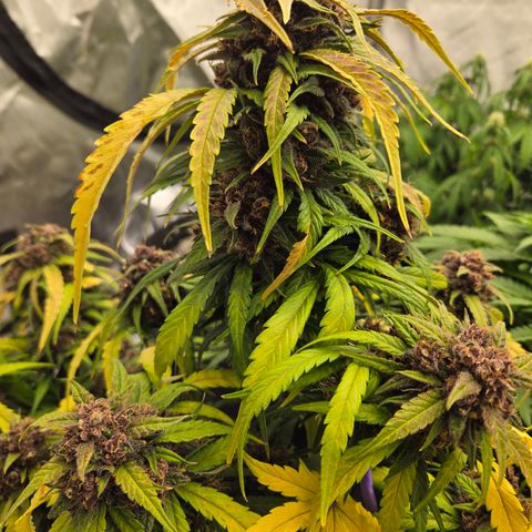 Dark Devil Auto growlog timeline photo