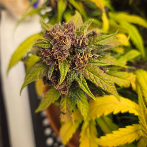 Dark Devil Auto growlog timeline photo