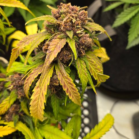Dark Devil Auto growlog timeline photo