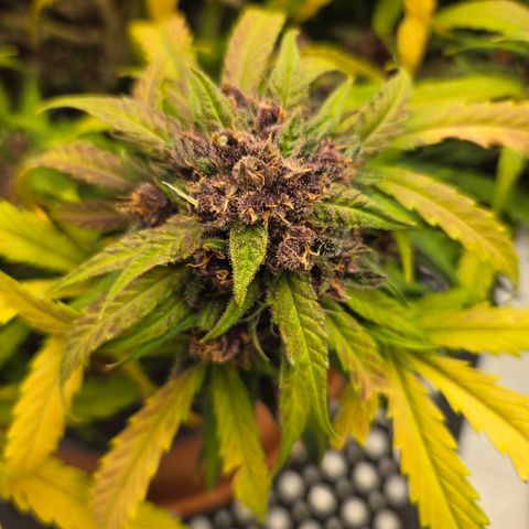 Dark Devil Auto growlog timeline photo