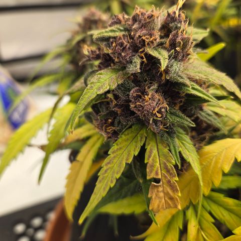 Dark Devil Auto growlog timeline photo