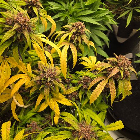 Dark Devil Auto growlog timeline photo