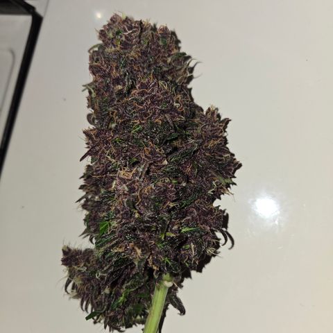 Dark Devil Auto growlog timeline photo