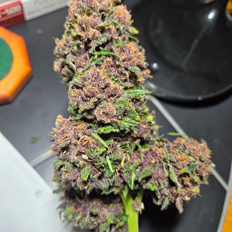 Dark Devil Auto growlog timeline photo