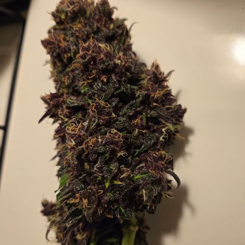 Dark Devil Auto growlog timeline photo