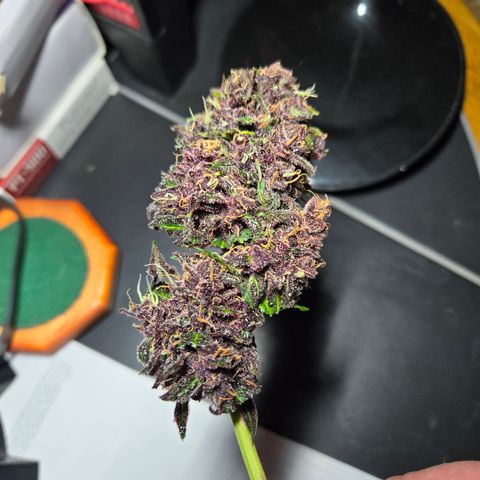 Dark Devil Auto growlog timeline photo