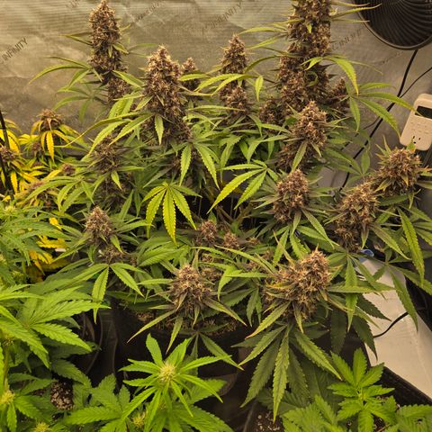 Midnight Express Auto growlog timeline photo