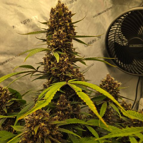 Midnight Express Auto growlog timeline photo