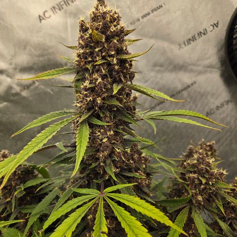 Midnight Express Auto growlog timeline photo