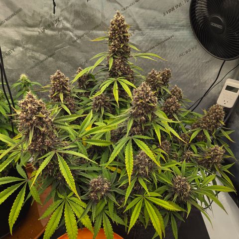 Midnight Express Auto growlog timeline photo