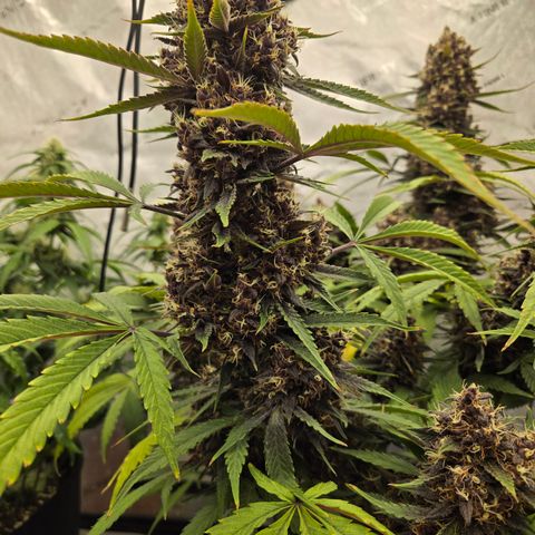 Midnight Express Auto growlog timeline photo