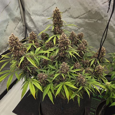 Midnight Express Auto growlog timeline photo