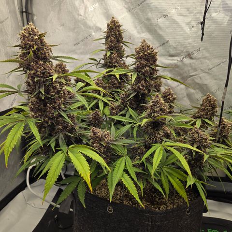 Midnight Express Auto growlog timeline photo