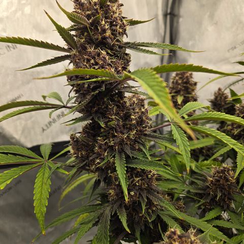 Midnight Express Auto growlog timeline photo