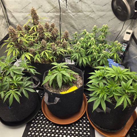 Midnight Express Auto growlog timeline photo