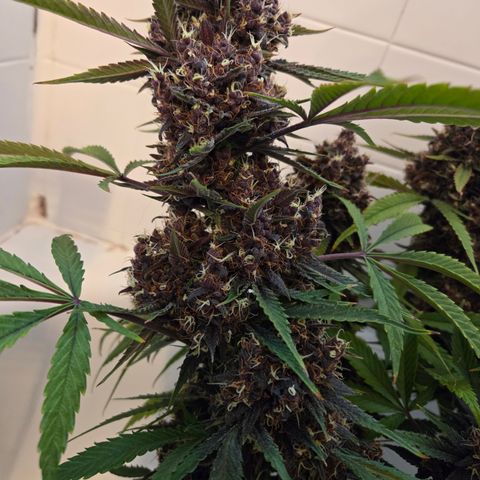 Midnight Express Auto growlog timeline photo