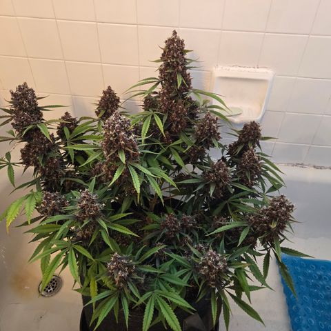 Midnight Express Auto growlog timeline photo