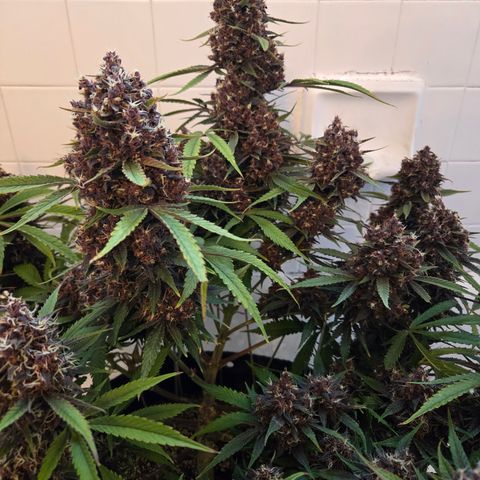 Midnight Express Auto growlog timeline photo