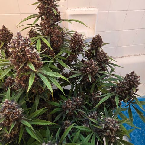 Midnight Express Auto growlog timeline photo