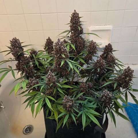 Midnight Express Auto growlog timeline photo