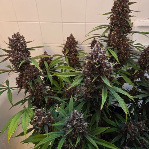 Midnight Express Auto growlog timeline photo