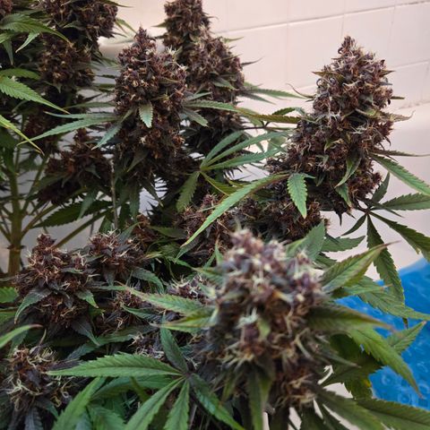 Midnight Express Auto growlog timeline photo