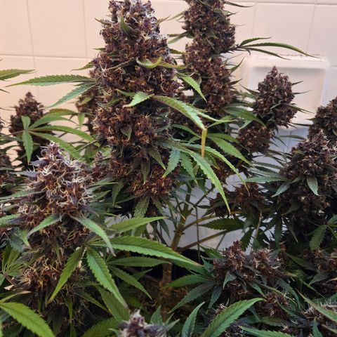 Midnight Express Auto growlog timeline photo