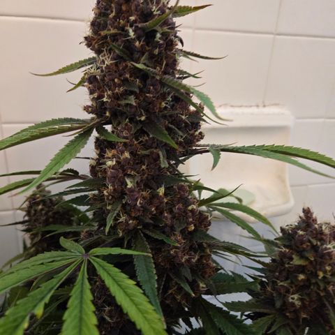 Midnight Express Auto growlog timeline photo