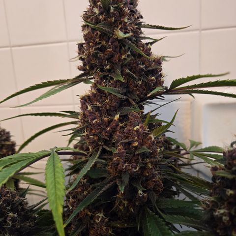 Midnight Express Auto growlog timeline photo