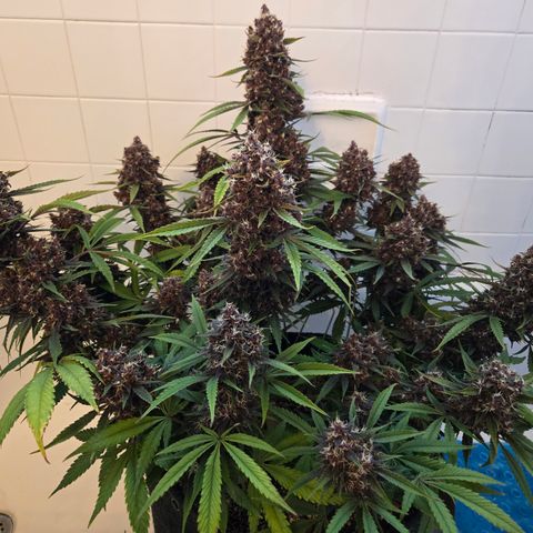 Midnight Express Auto growlog timeline photo
