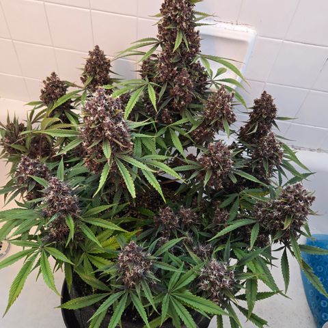 Midnight Express Auto growlog timeline photo