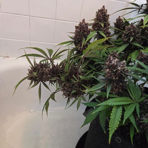Midnight Express Auto growlog timeline photo
