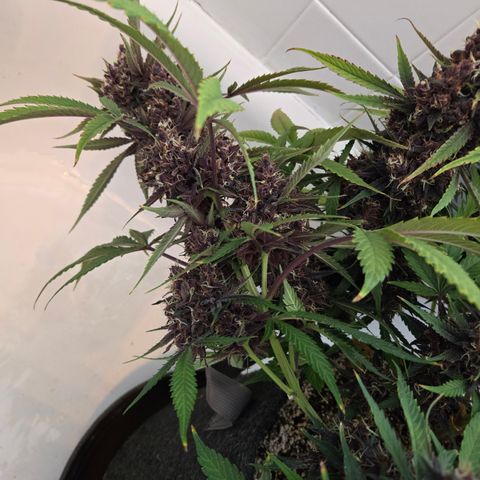 Midnight Express Auto growlog timeline photo