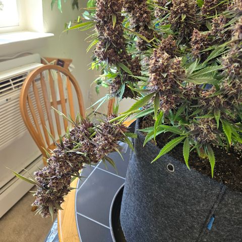 Midnight Express Auto growlog timeline photo