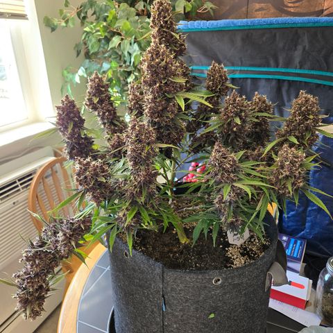 Midnight Express Auto growlog timeline photo