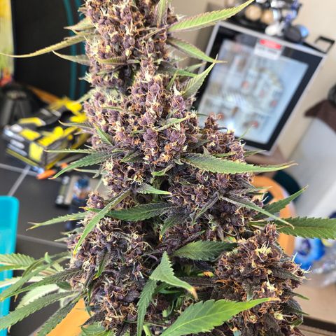 Midnight Express Auto growlog timeline photo