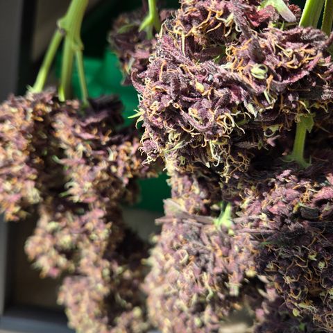 Midnight Express Auto growlog timeline photo