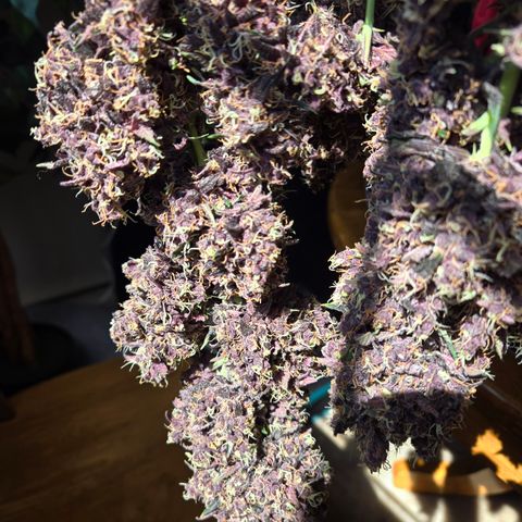 Midnight Express Auto growlog timeline photo