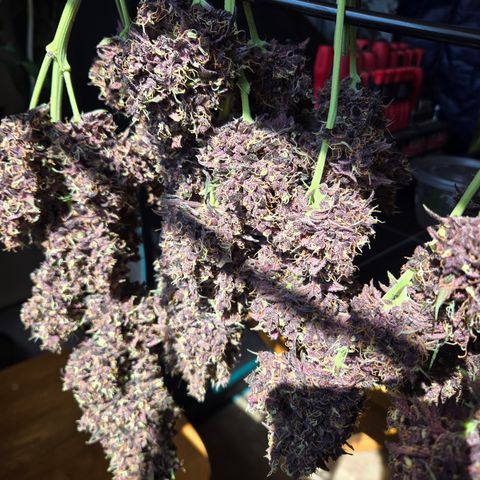 Midnight Express Auto growlog timeline photo